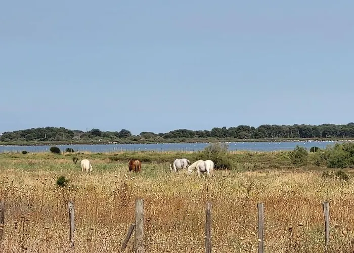 Marina Lairan Vue Sur L'eau Et Les Bateaux De Port Camargue